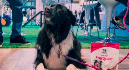 Amores de Garra Fest ya se volvió nuestro festival favorito (y de nuestras mascotas)