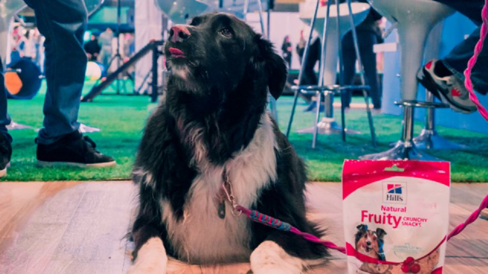 Perros y gatos demostraron por qué son los mejores amigos de todos