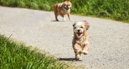 ¡Prepara los pañueños! Estas son 4 películas de perritos que te harán llorar a moco tendido