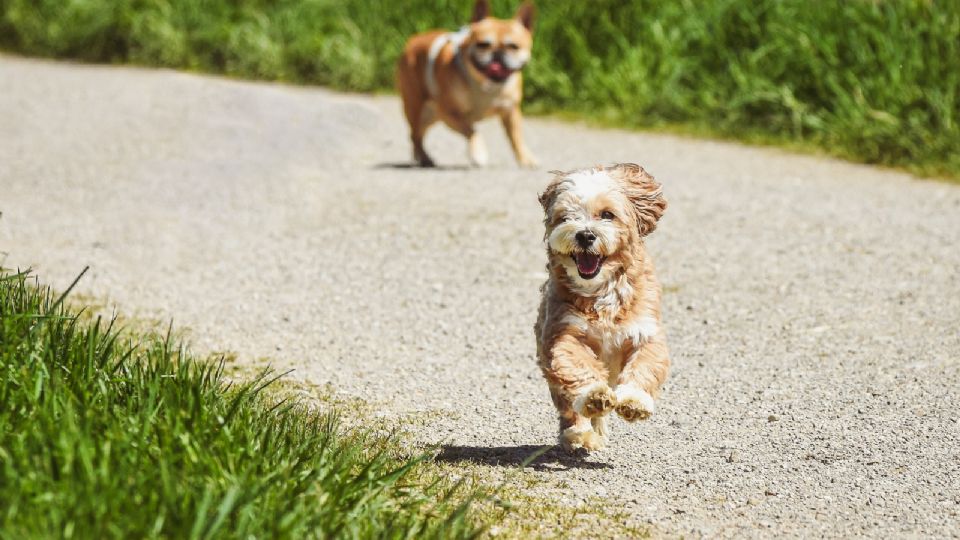 Estas son las películas de perros más emotivas para ver en distintas plataformas de streaming.