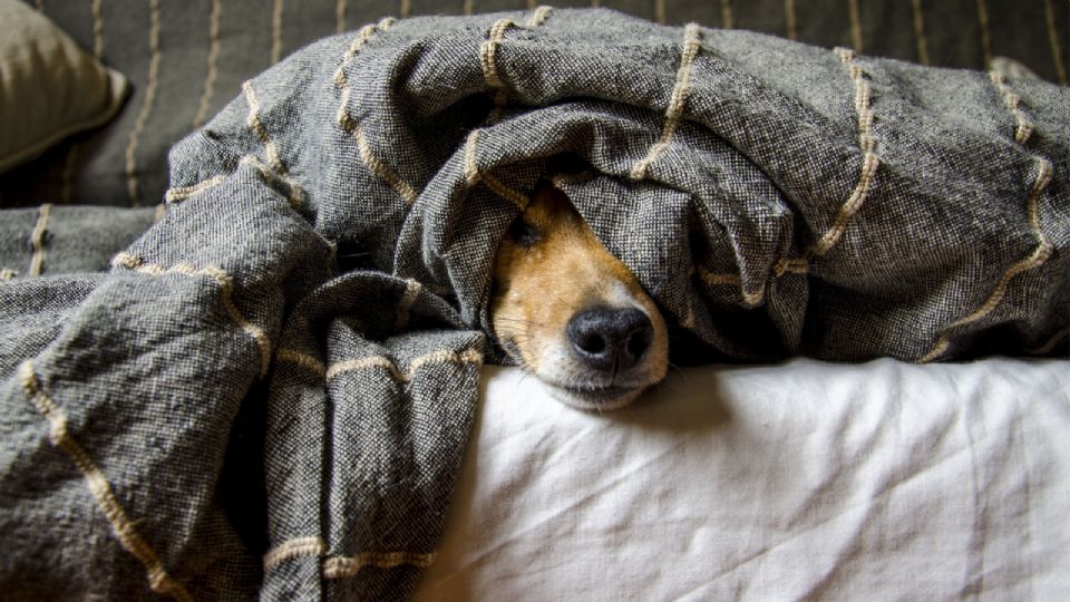 Las mascotas son propensas a sufrir el frío como los humanos y existen distintas formas de cuidarlas.