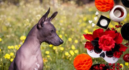 Día de Muertos 2024: ¿Cuál es el significado del xoloitzcuintle en la festividad?