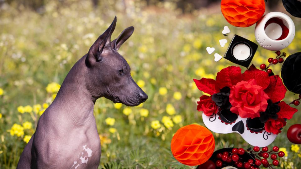 xoloitzcuintle, perro de raza mexicana