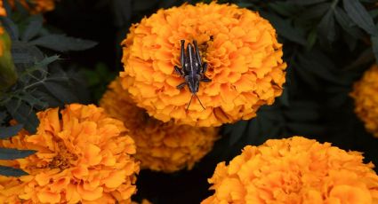 ¿Qué puedo hacer con la flor de cempasúchil?: Así puedes preparar un insecticida casero