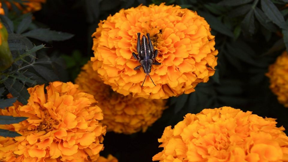 El insecticida casero con flores de cempasúchil es un método natural y económico que puedes hacer con unos pocos elementos.