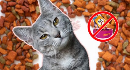 Estos 10 alimentos son tóxicos para tu gato ¡Evita que los consuma!