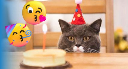 Día Internacional del Gato: 5 tipos de snacks para consentir a tu gato este 20 de febrero