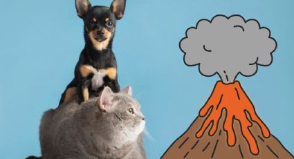 Volcán Popocatépetl: ¿Cómo proteger a tus mascotas ante la caída de ceniza?