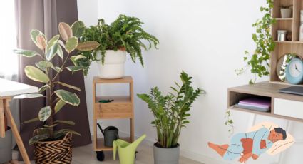 Plantas que deben estar en tu habitación para dormir mejor