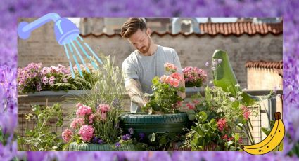 Crea tu propio fertilizante orgánico para plantas con solo dos ingredientes