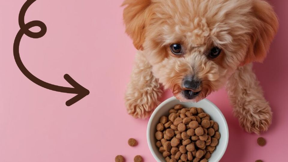 croquetas ideales para perros