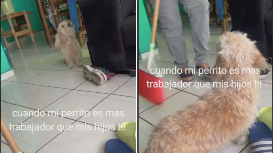 Perrito ayuda a su dueña a realizar los quehaceres del hogar.