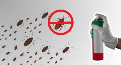 ¿Plaga de cucarachas? 5 tips para eliminarlas por siempre