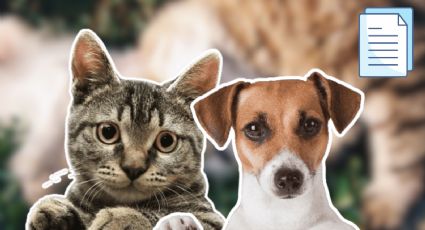 CURP para mascotas obligatorio: ¿De cuánto es la multa por no sacar el RUAC de gatos y perros?