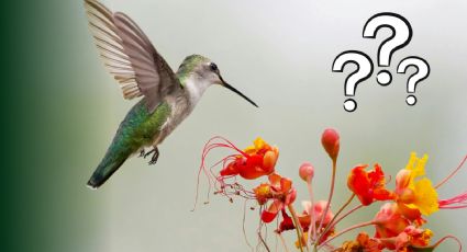 Estas son las plantas que debes tener en tu jardín para que te visiten los colibríes