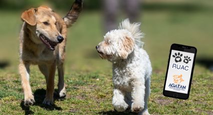 Chip de rastreo para perros en la CDMX: ¿Cuánto cuesta y por qué es importante tramitar el RUAC?