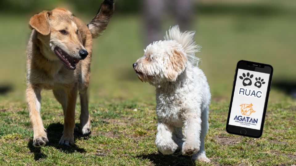 Chips de rastreo para perros