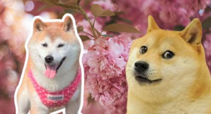 Muere Kasobu, el doge original de los memes, a los 19 años e Internet le llora