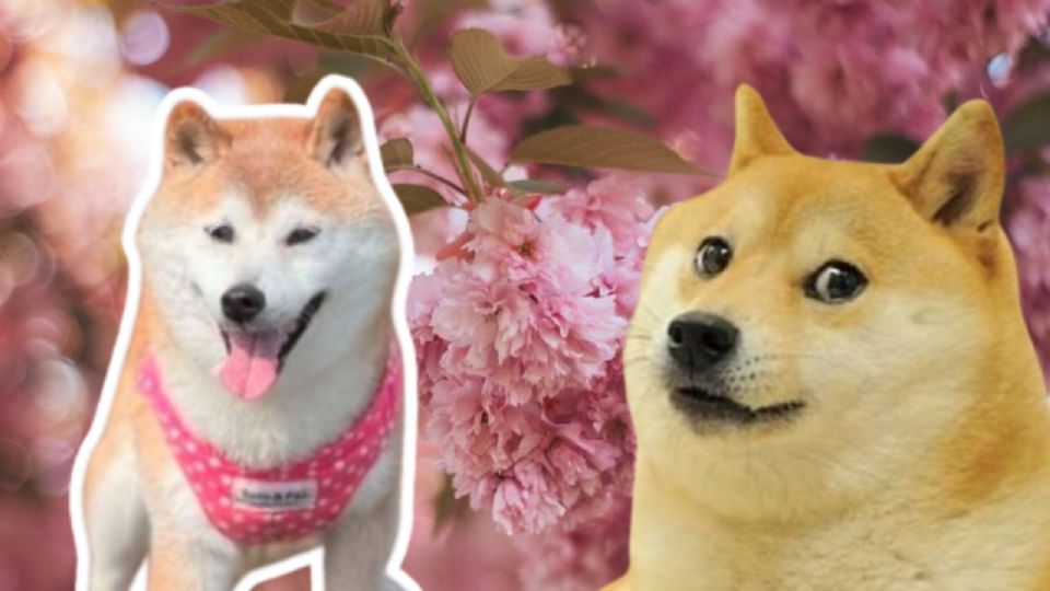 Kasobu, el doge original de los memes