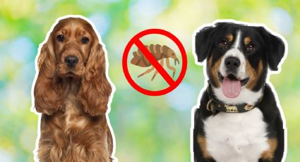 ¿Cómo se puede eliminar las pulgas de los perros? Así puedes quitarlas con este remedio casero natural