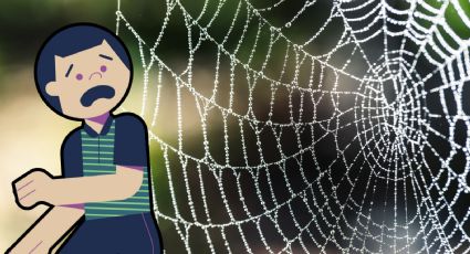 ¿Qué hacer si me pica una araña?: Primeros auxilios para picaduras