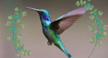 Descubre el profundo significado de que un colibrí visite tu casa