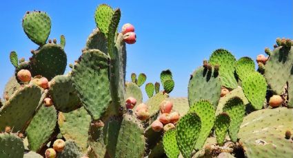 ¿Qué beneficios tiene la baba de nopal en la cara? Así puedes aplicarla para combatir las manchas