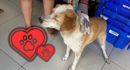 Conoce la historia del perrito que viajaba en transporte público tras ser abandonado en Yucatán