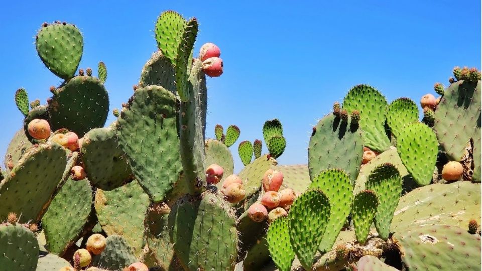 La baba de nopal hidrata y regenera la piel.