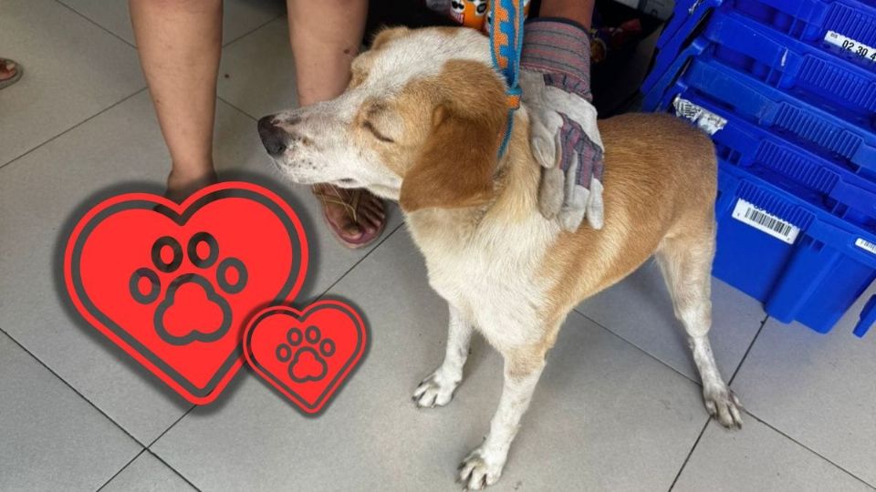 Conoce la historia del perrito viajero de Yucatán