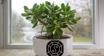 Este es el ‘mágico’ significado de que te regalen un árbol de jade