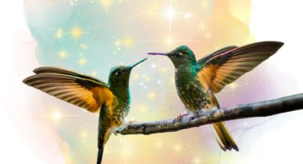 Conoce el ‘mágico’ significado de que un colibrí se te aproxime