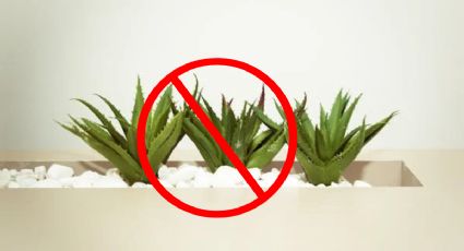 Estos son los 3 usos que no debes hacer nunca del aloe vera