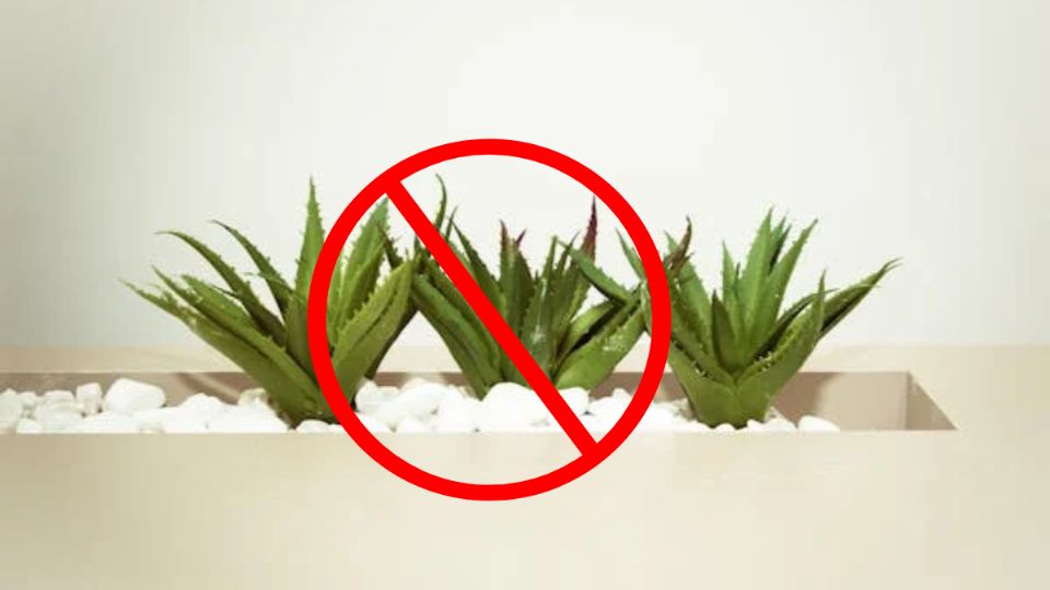 aloe vera y los usos prohibidos. Fuente: Foto: Pexels / Producción Exa FM