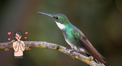 El truco para atraer los colibríes a tu hogar sin usar nectar