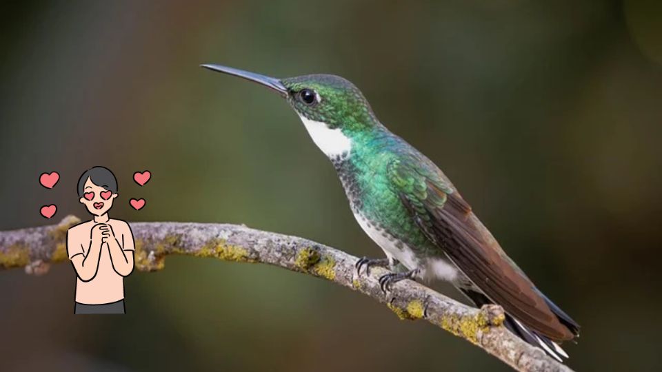 El truco para atraer los colibríes a tu hogar sin usar nectar. Fuente: Foto: Pixabay / Producción Exa FM
