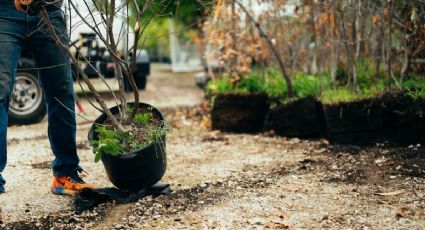 Cómo revivir tus plantas marchitas durante la ola de calor con este trucazo