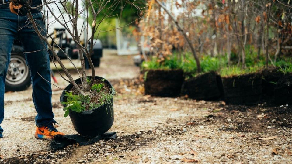 Planta marchita y cómo recuperarla. Foto: Fuente: Pexels