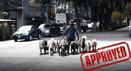 Paseadores de Perros en CDMX: Estos son los requisitos para obtener las credenciales de certificación