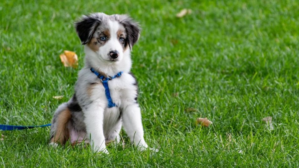 perro sentado. Fuente: Foto: Pexels