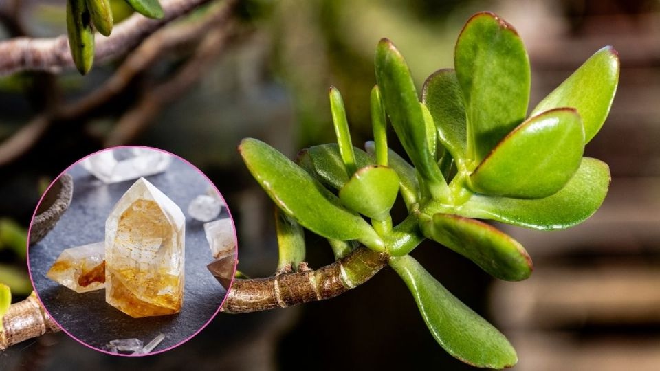 ¿Cuál es la piedra que potencia la energía del árbol de Jade para atraer el dinero?