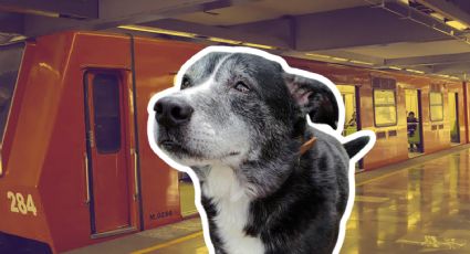 Ellos son los perritos rescatados del Metro de la CDMX: Así puedes adoptar uno