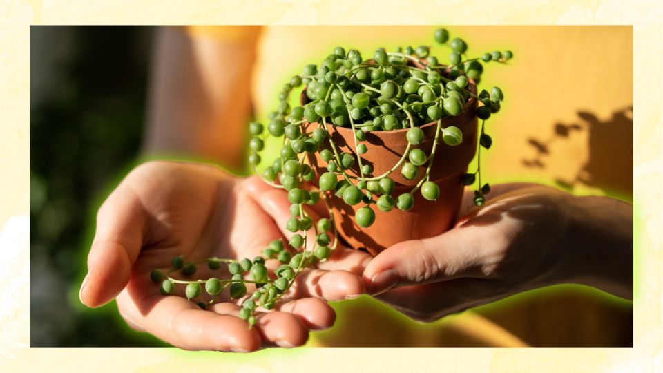 Senecio Colgante: perfecta para decorar cualquier rincón.