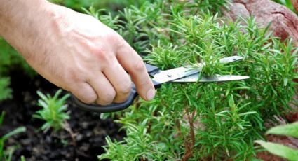 Así puedes hacer crecer la planta de romero de forma rápida