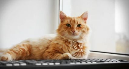 Cuál es el motivo por el que los gatos se recuestan arriba de la computadora de sus dueños