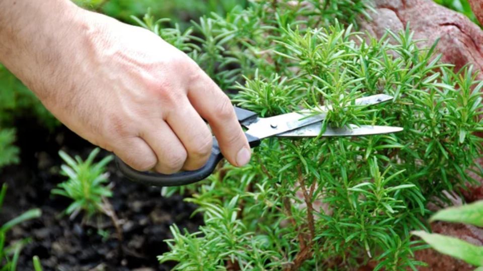 Así puedes hacer crecer la planta de romero de forma rápida. Fuente: Foto: depositphotos
