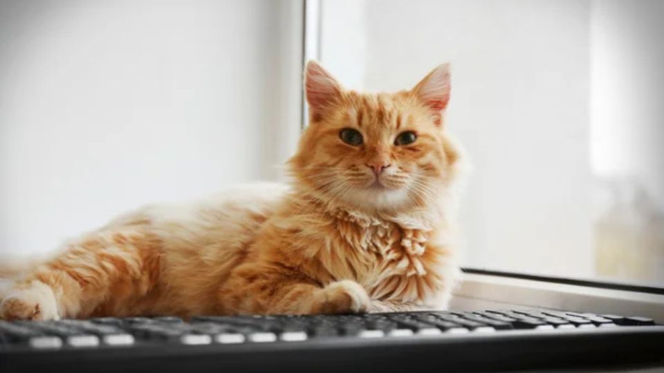 Cuál es el motivo por el que los gatos se recuestan arriba de la computadora de sus dueños. Fuente: Foto: depositphotos