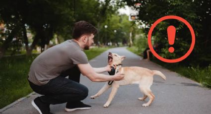 Conoce las zonas seguras donde sí puedes acariciar a tu perro sin casi peligro, según experto