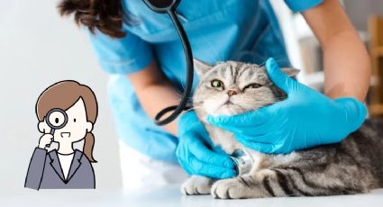 Conoce las señales que da tu gato que indican que necesita una visita al veterinario