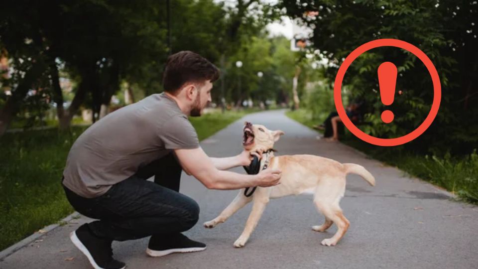 Conoce las zonas seguras donde sí puedes acariciar a tu perro sin casi peligro, según experto. Fuente: Foto: depositphotos / Producción Exa FM